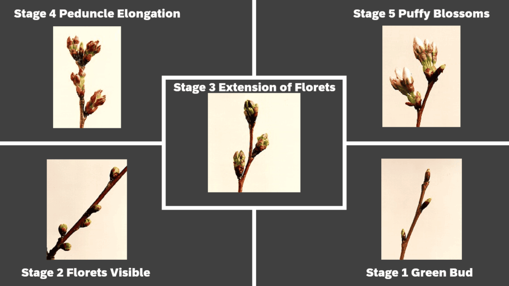 etapes-cherry-blossom-washington-dc-tidal-basin