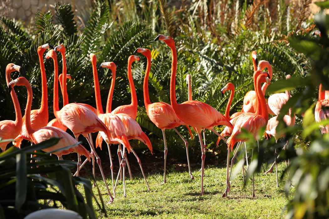 Que faire à Miami, visitez Jungle Island en famille à Miami Beach