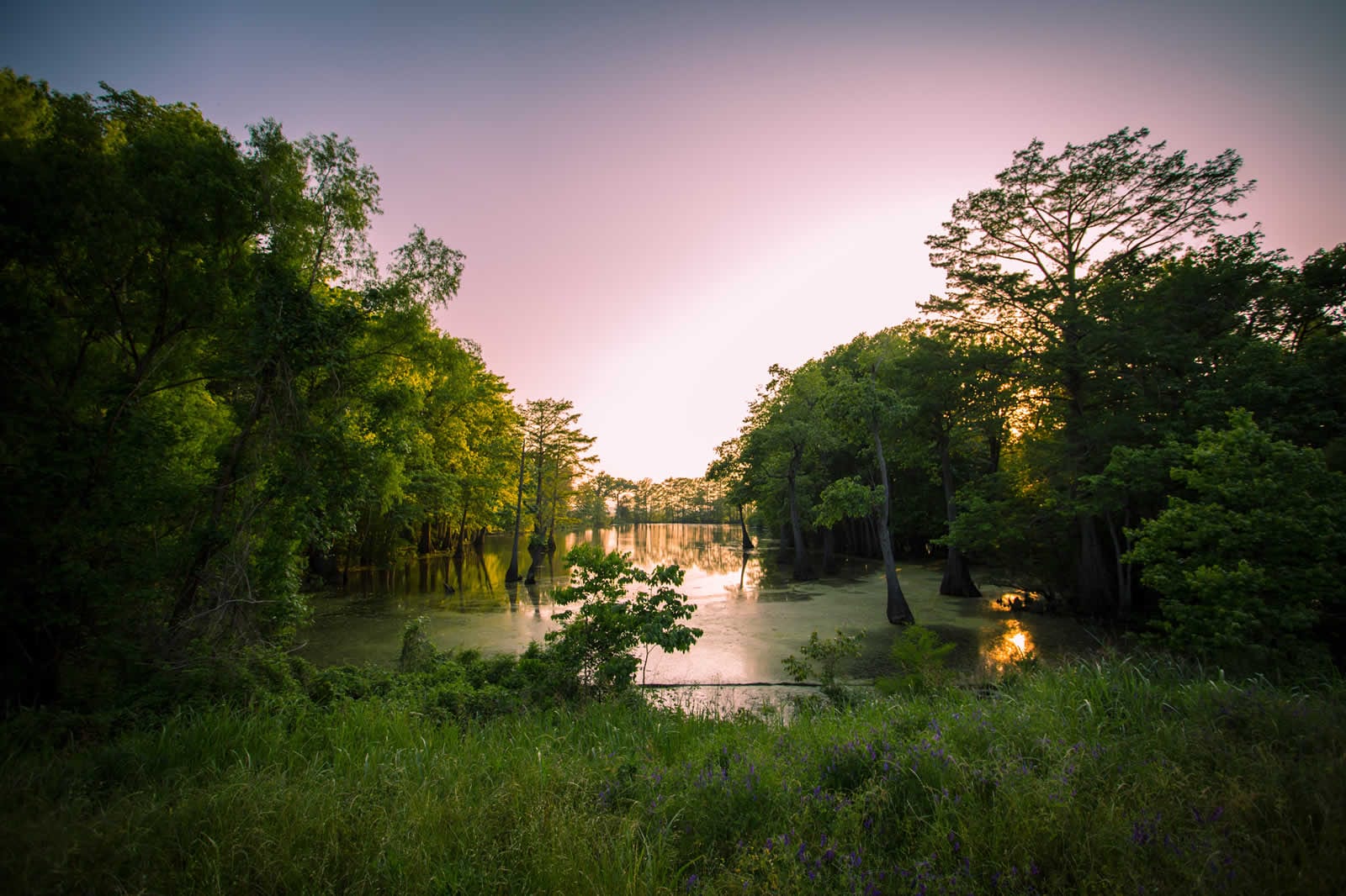 Les bayous de Louisiane Marécages, alligators et plantations Mississippi