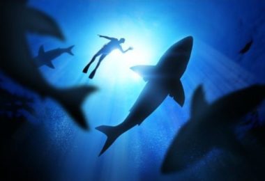 Les attaques de requins aux États-Unis