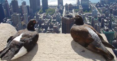 faits-bizarres-chiffres-insolites-fous-manhattan