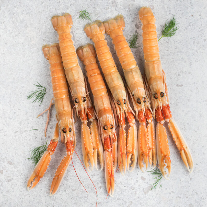 Wild Langoustine (Norway Lobster) French District