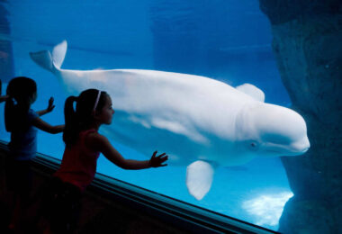 john-shedd-aquarium-chicago-une