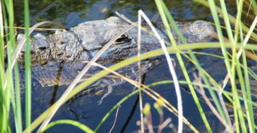 excursion-les-everglades-featured