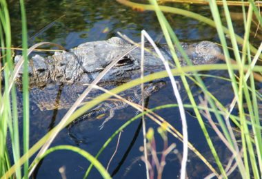 excursion-les-everglades-featured