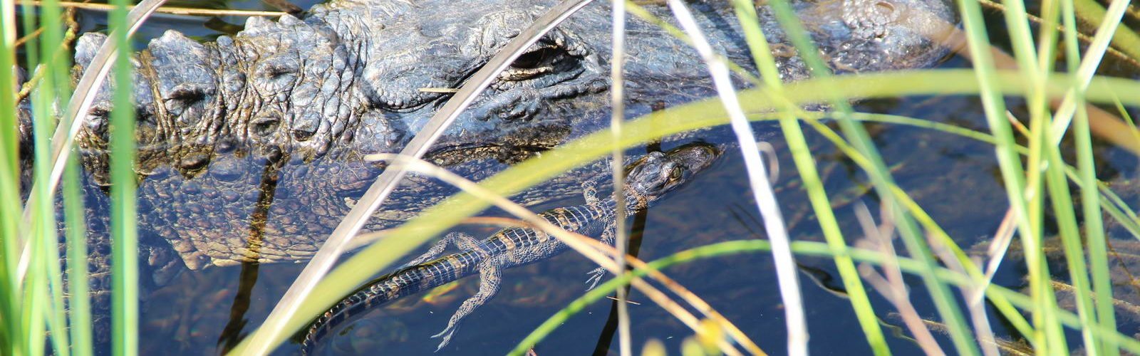 excursion-les-everglades-featured