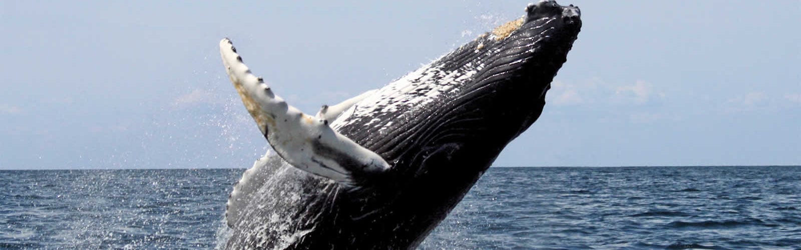 migration-baleines-grises-ocean-pacifique-san-diego-une