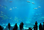 aquarium-floride