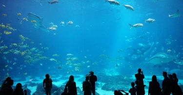 aquarium-floride