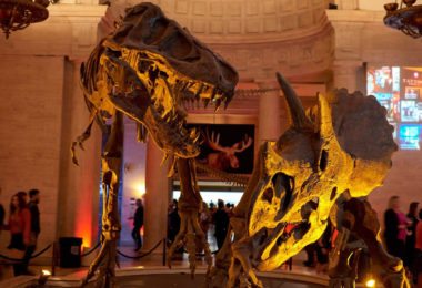 musee-histoire-naturelle-los-angeles-culture-sortie-weekend-visite-une