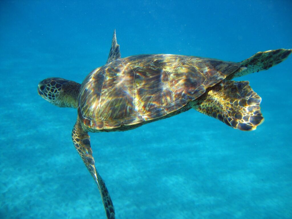 kiskeedee-croisiere-voilier-abacos-bahamas-tortue