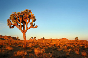 joshua-tree-park-parc-national-californie-desert