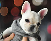 french-bulldog-cute