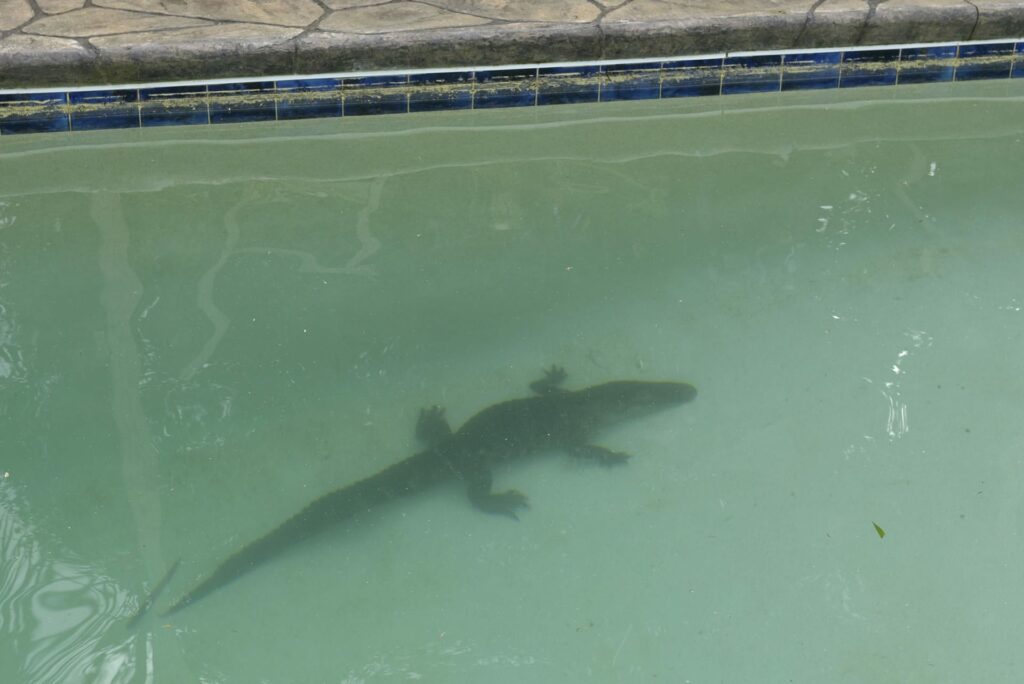 a-quoi-reconnait-on-un-vrai-floridien-alligator-piscine